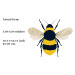 Bee cross stitch embroidery pattern 10 inch needlework